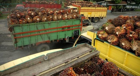 PALM OIL Climbs as Biggest Weekly Drop in 5 Months Lures Buyers - KPBN