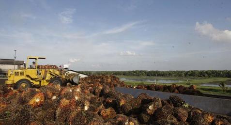 Palm Oil Surges Most in 19 Months as Dry Weather Boosts Soybeans - KPBN