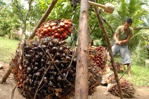 Palm oil producers record unexpected lower profit - KPBN