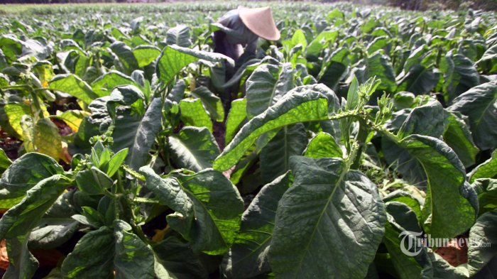 Government Asked to Focus on Agricultural Plantations Section