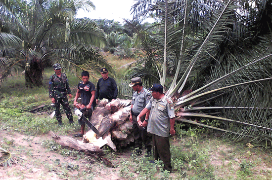 100 Hectares of Oil Palm Plantation in Langkat Destroyed