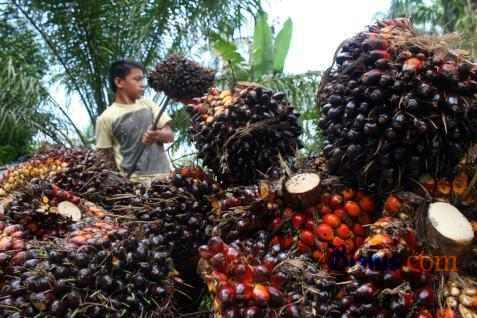HARGA CPO 30 November: Terkoreksi Di Awal Dagang Setelah Menguat Tajam Pekan Lalu