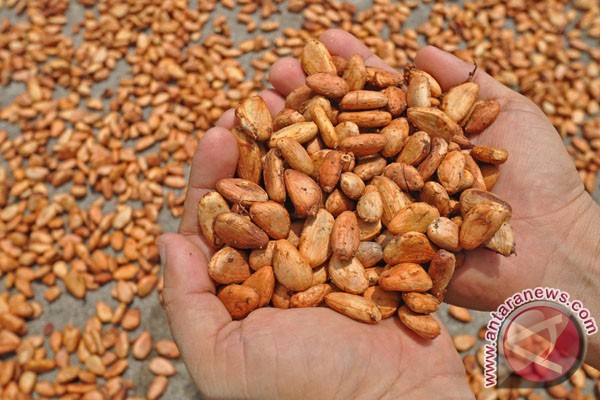 Vice President Wants Indonesia to Become the World's Largest Cocoa Producer