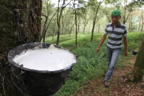 RUBBER PRICES December 22: Strengthen Again, Encouraged by Chinese Stimulus Speculations