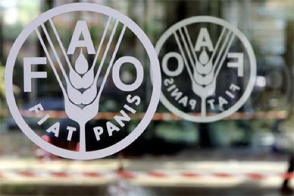 FAO: World food prices decline again in December