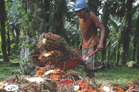 Oil Prices Drop Again, North Sumatra Exports Impacted.