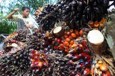 CPO PRICE 13 JANUARY: Palm Oil Finally Strengthens, Market Starts to Respond to Stock Conditions