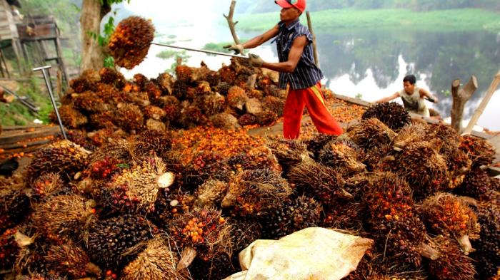 Malaysia Export Surge Lifts Palm Oil