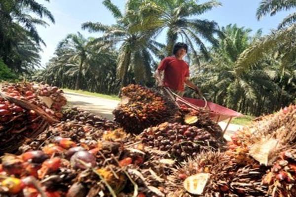 CPO PRICES FEB 11: RI supply shrinks, CPO climbs to Rp8.42 million/ton in Malaysia