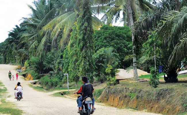 Palm Oil in Food and Energy Security as Well as Its Contributions to the SDGs
