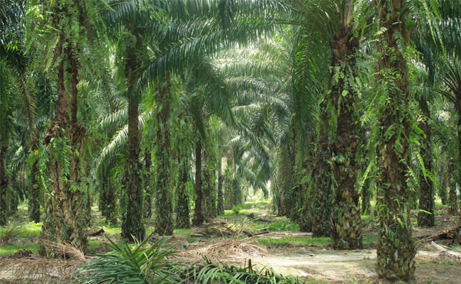Oil Palm to Dominate Plantation Investment for the Next 5 Years