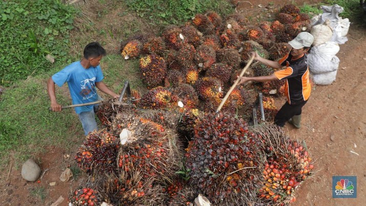 Ahead of Ramadan, CPO Price Rises 1.4%