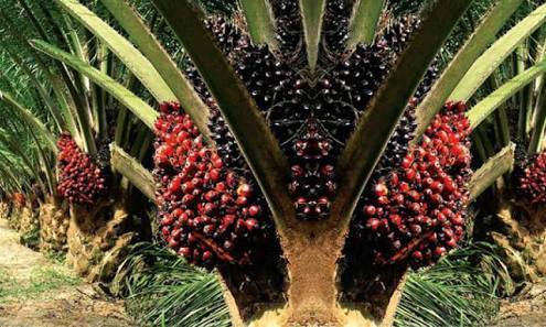 The Price of Fresh Fruit Bunches (FFB) of Oil Palm in Riau 15-21 April 2020 Increases by IDR 10.53/Kg