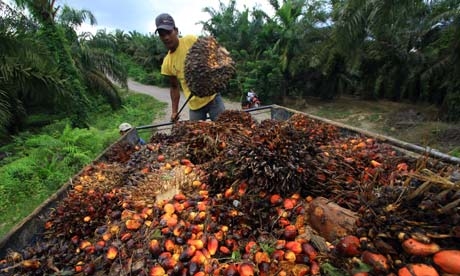 PTPN Holding will Focus on Oil Palm and Sugar