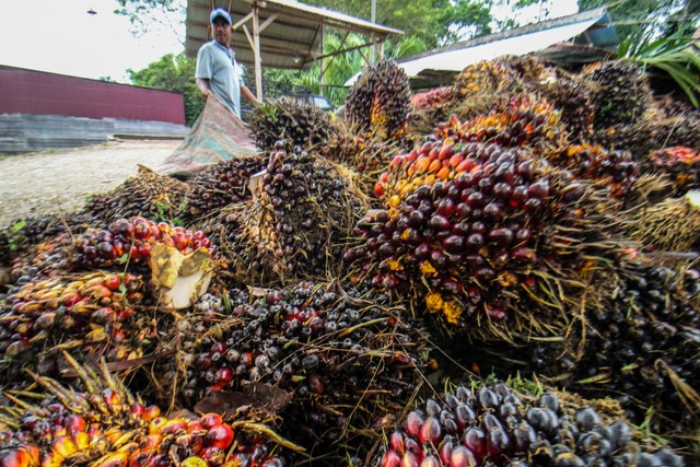 CPO Price on KPBN Prints Record Throughout History, Breaks Through IDR 15,000 per Kg