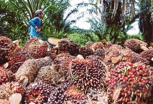 Palm Oil Frukt Bunches (FFB) Prices Continue to Plummet, Farmers Propose Building Palm Oil Mills